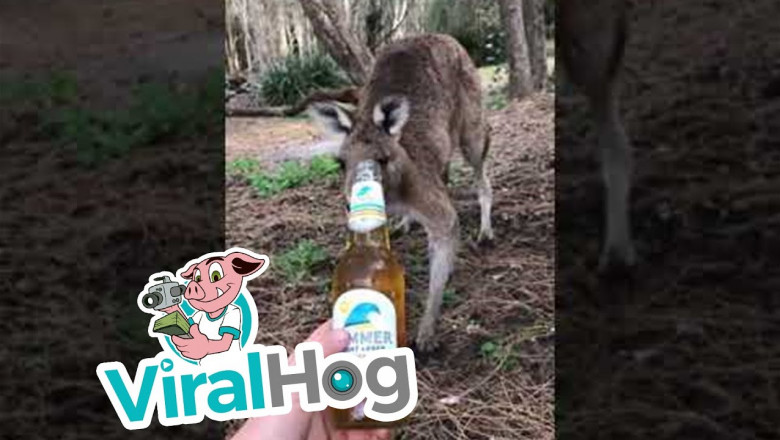 Кенгуру дал понять , как он относится к спиртному 