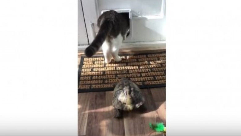 Подружки вернулись с прогулки  