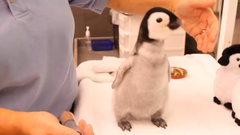 Умилительные пингвины 