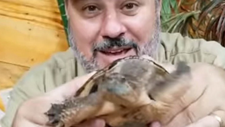 Черепаха с двумя головами 