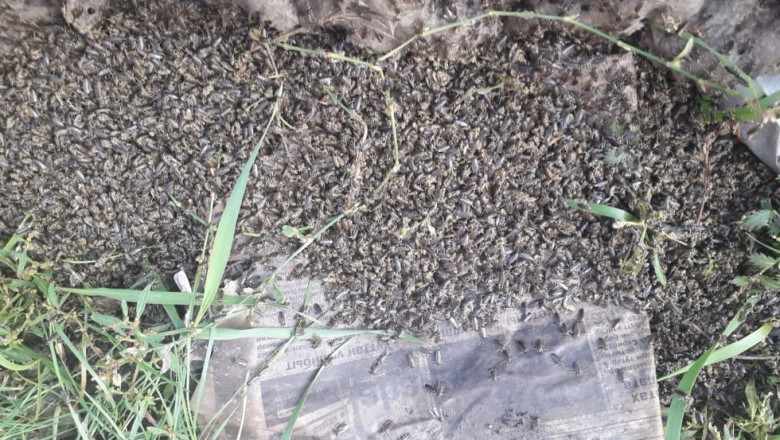 В Якутии с неба падали клопы 