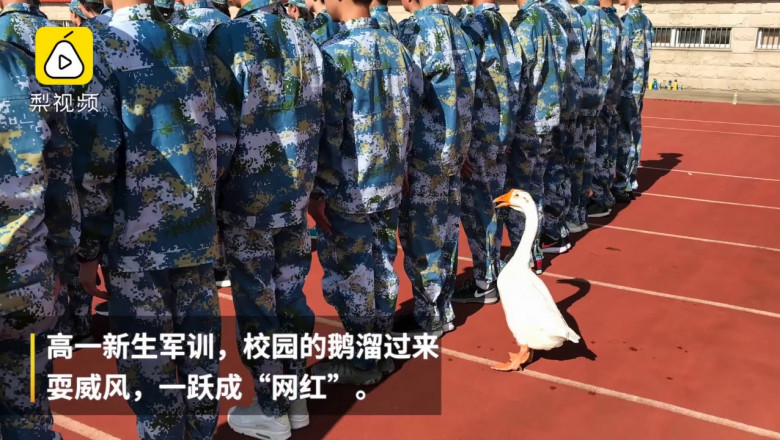 Гусь и строевая подготовка 