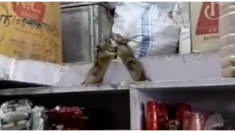 Драка крыс в подсобке магазина 