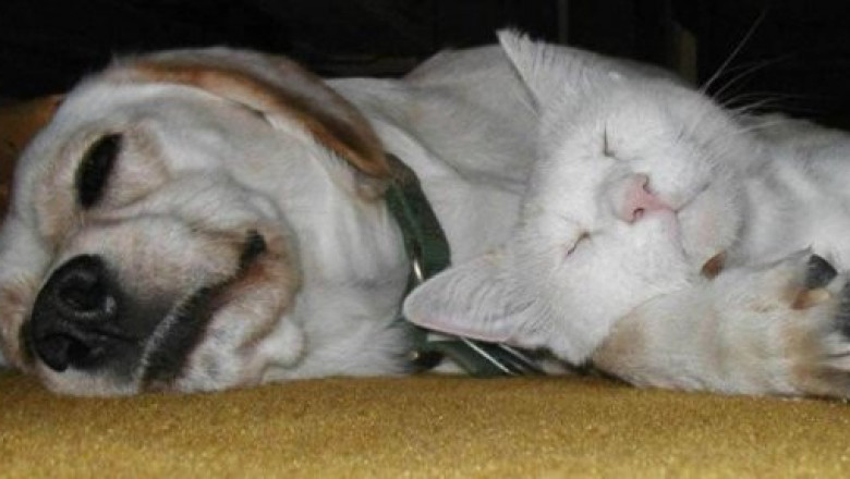 Сладких снов !