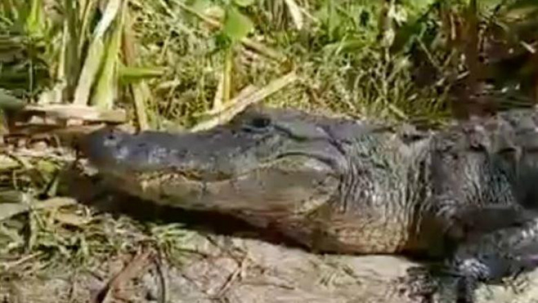 В Австралии крокодил прыгнул в лодку к рыбакам 