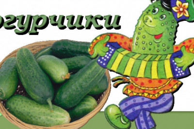 Огуречный урожай 