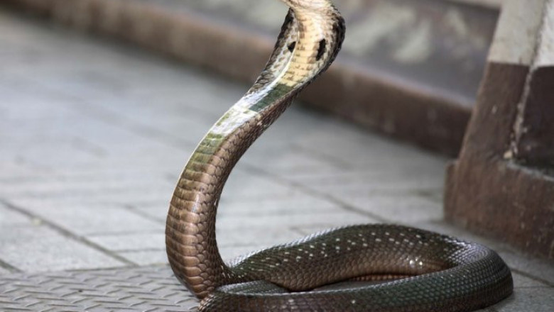 Кобра и ребёнок 