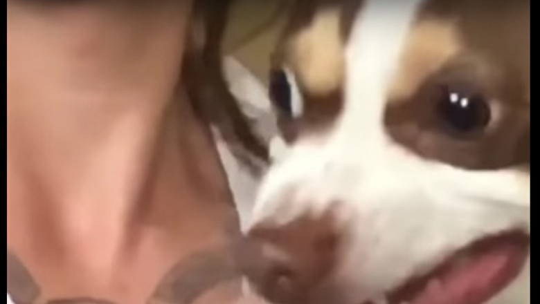 Собака с мордой убийцы 