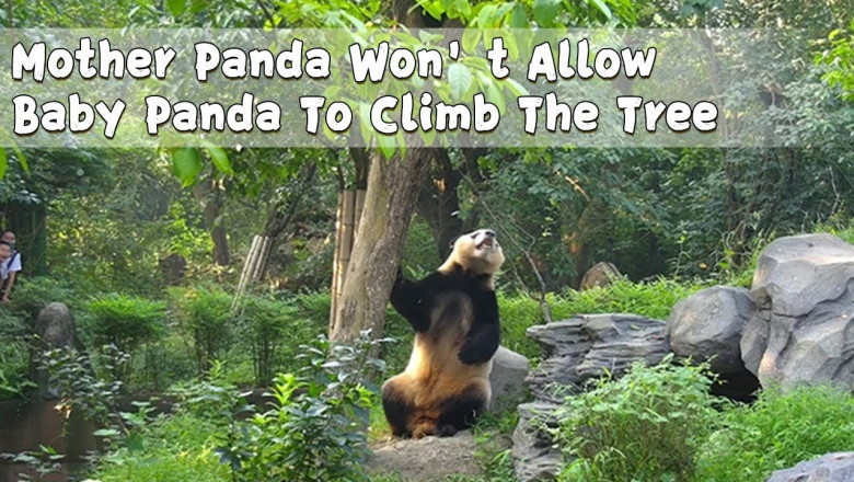 Строгая мама-панда 