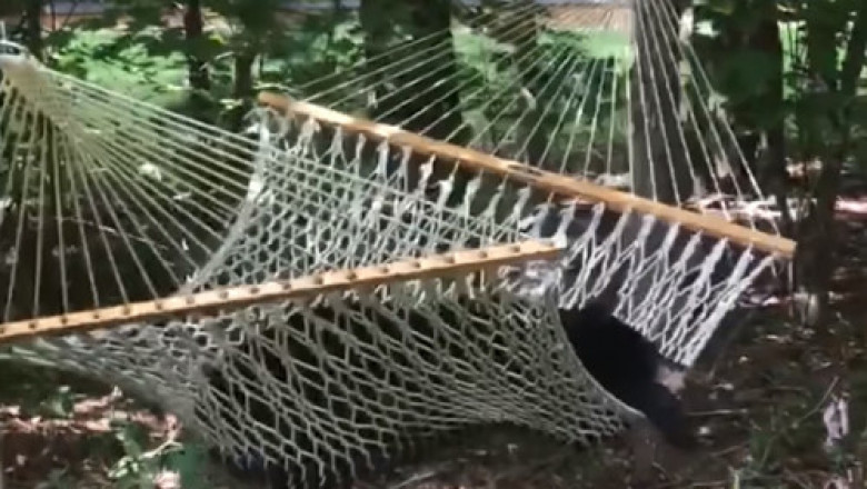 Медведь кайфует в гамаке 