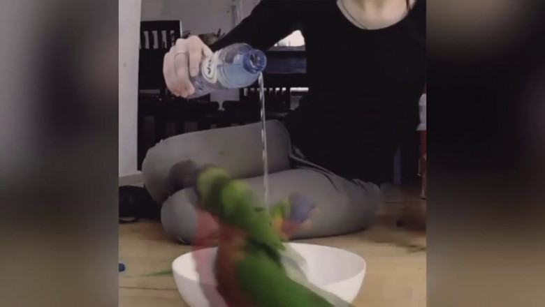 Попугаи и чувство ритма 