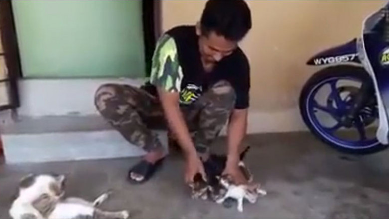 Как убаюкать котят 