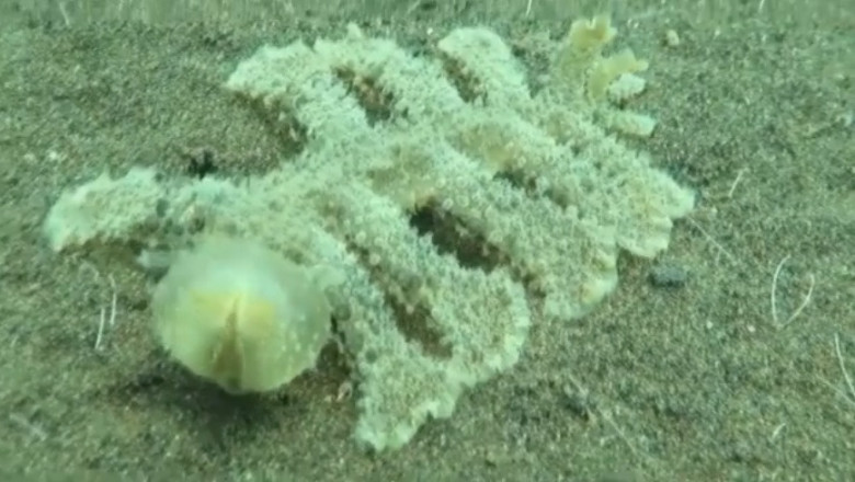 Подводное диво 