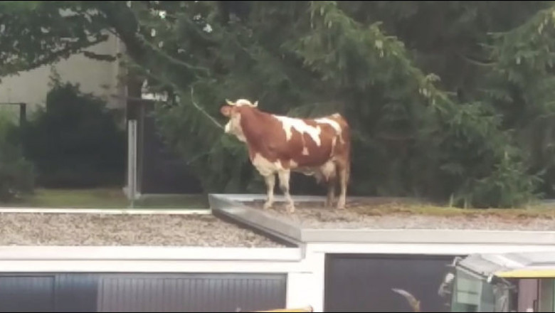 Корова на возвышении 