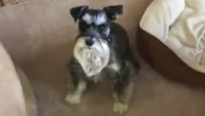 Собака ,  не любящая мыться 