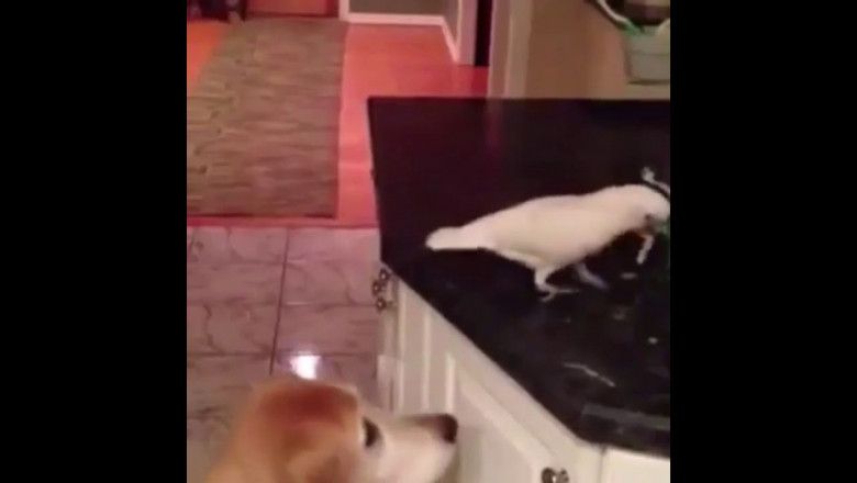 Попугай и собака 