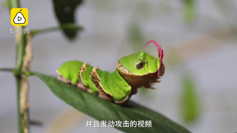 Необычная гусеница  