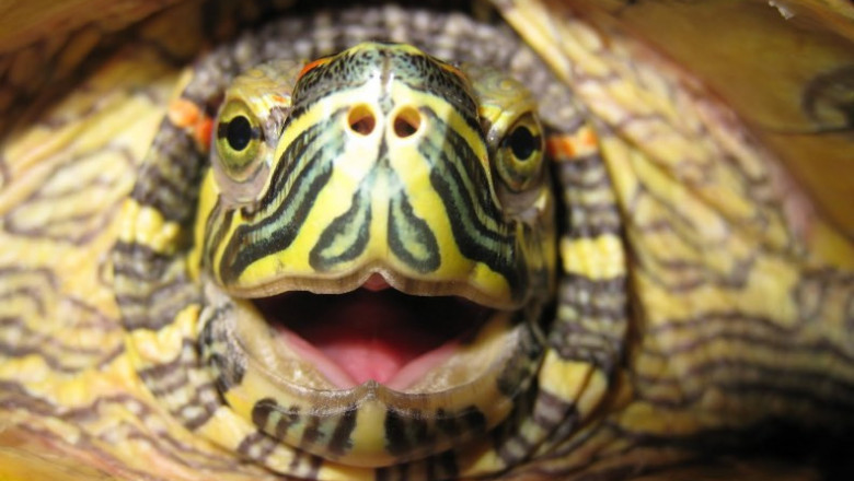 "Поцелуй" от черепахи 