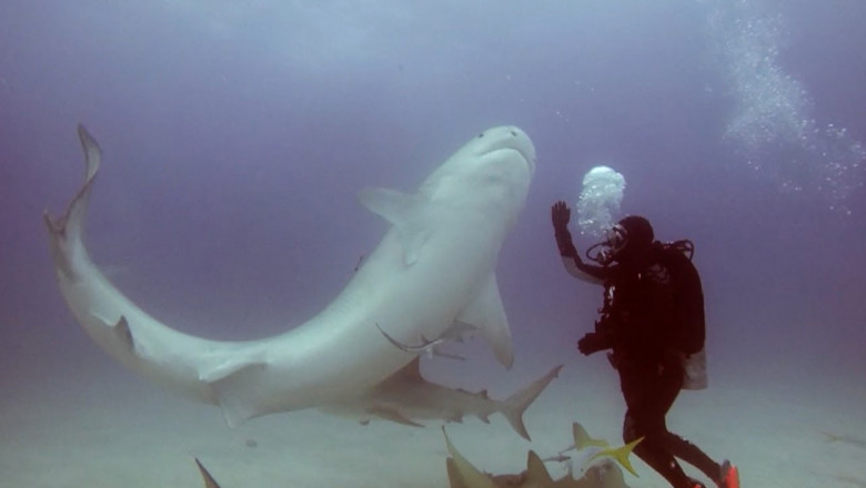 Дайвер погрузил в состояние  транса тигровую акулу  