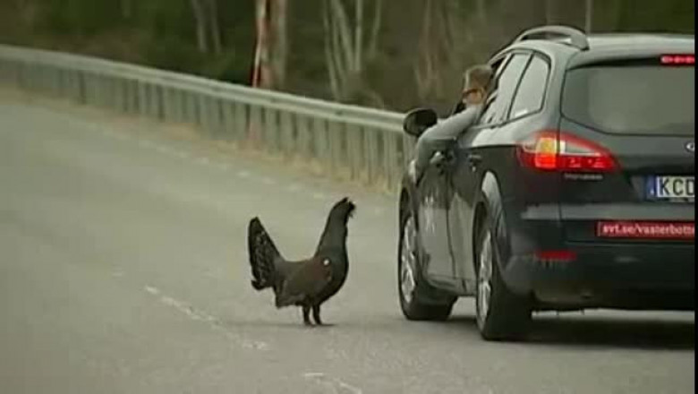 Глухарь на дороге 