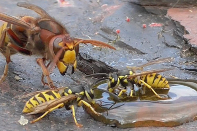 Шершень и осы  под прицелом камеры 