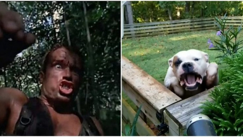 Пёс и садовая воздуходувка 