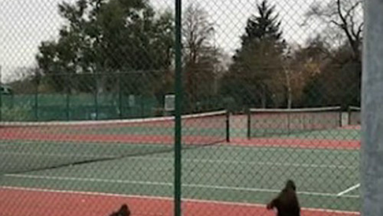 Невероятный прыжок белки 