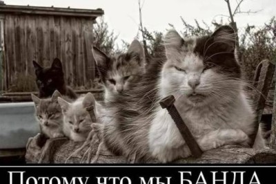 Потому что мы банда!